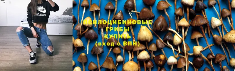 Галлюциногенные грибы Psilocybine cubensis  ссылка на мегу ССЫЛКА  Кашира 